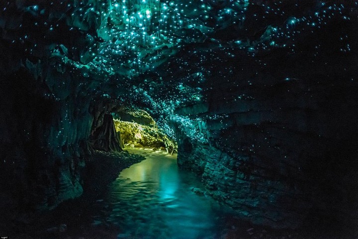 glowworm caves2