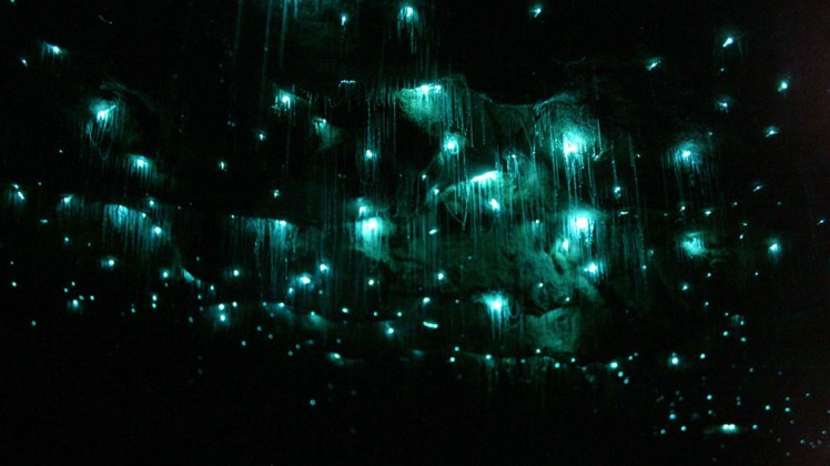 waitomo-glowworm-caves-3